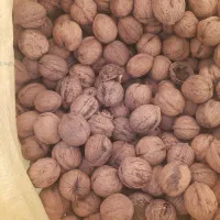 گردو|خوردنی و آشامیدنی|قم, باجک سه|دیوار