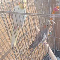 عروس هلندی|پرنده|قم, انصارالحسین|دیوار