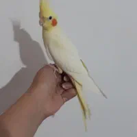 عروس هلندی لوتینو زعفرونی