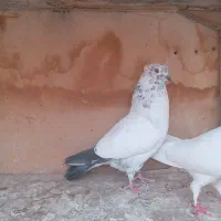 کفتر پرشی|پرنده|قم, ولیعصر|دیوار