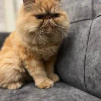 پرشین سوپر فلت گلد