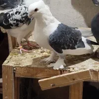 کفتر بلژیکی شهرستانی دورگ|پرنده|وحیدیه, |دیوار