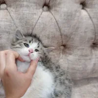 گربه|گربه|نیشابور, کوی فرهنگیان|دیوار