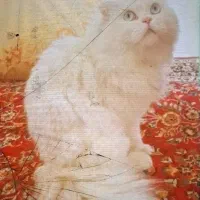 اسکاتیش لانگ هیر|گربه|اراک, |دیوار