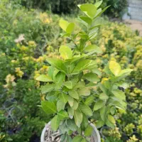 شمشاد طلایی ریشه لخت