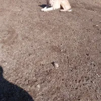 سلام سگ ماده سراب ۸ ماهه|سگ|سنندج, |دیوار