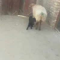 میش زاییده|حیوانات مزرعه|فریمان, |دیوار