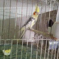 عروس هلندی نر ماده همشون جفتن