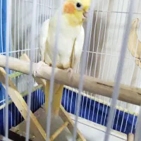 عروس هلندی|پرنده|الوند, |دیوار