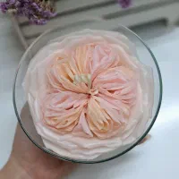 شمع دستساز نیک کندل|صنایع دستی و سایر لوازم تزئینی|مشهد, آزادشهر|دیوار