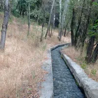 خرید انواع چوب|خدمات باغبانی و درختکاری|اهر, |دیوار