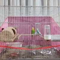 پرنده مرغ عشق