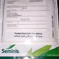 بذر خیار سیمینس اصل