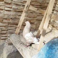 پرنده|پرنده|داراب, |دیوار