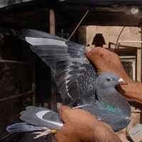 نر پلاکی جان آردن|پرنده|اهواز, بهارستان|دیوار