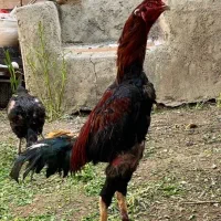 لاری اصیل