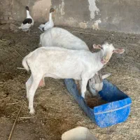 حیوانات اهلی خانگی