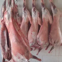 گوشت گوسفندی تازه کشتار روز درجه یک