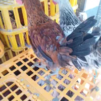 خروس نیمچه