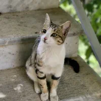 واگذاری گربه