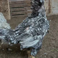 تخم مرغ لاری