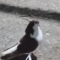 کفترساده قرمز نر