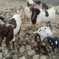 نری پاکستانی|حیوانات مزرعه|قلعه قاضی, |دیوار