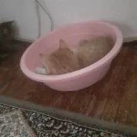 ۲ بچه گربه واگزار میشود