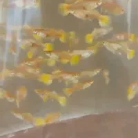 ۱۰۰۰ عدد ماهی گوپی بیگ ایر رد توکسیدو گلدن|ماهی|تهران, والفجر (افسریه)|دیوار