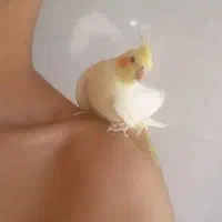 عروس هلندی دستی|پرنده|خمینیشهر, |دیوار