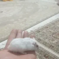 همستر سفید رام|موش و خرگوش|قائمشهر, |دیوار