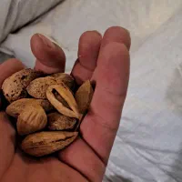 بادام درختی پوست ک خام وتخمه