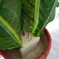 گل مصنوعی|گل مصنوعی|بوکان, |دیوار