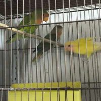 پرنده|پرنده|خمینی‌شهر, |دیوار