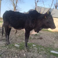 دمدار|حیوانات مزرعه|رشت, کوی مهر|دیوار