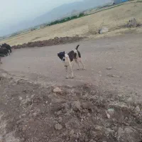 سگ افغان