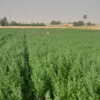 کود حیوان دارم برای فروش