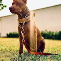 واگذاری پیتبول یک ساله با شناسنامه و واکسن