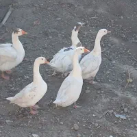 غاز|حیوانات مزرعه|مشگین شهر, |دیوار