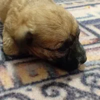 واگزاری توله پاکوتا عروسکی