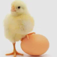 نیاز جهت همکاری با کلینیک دامپزشکی