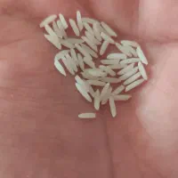 برنج دم سیاه صدری دوبار سورت شده