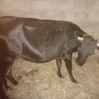 یک گستر به فروش میرسد