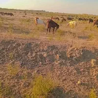 بزغاله|حیوانات مزرعه|انبارآلوم, |دیوار