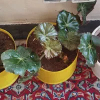 گل زیبا|گل و گیاه طبیعی|مهاباد (آذربایجان غربی), |دیوار