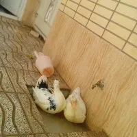 اردک|حیوانات مزرعه|شهرضا, |دیوار