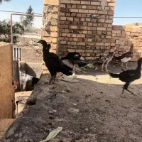 جوجه لاری|حیوانات مزرعه|تربت جام, جامرود|دیوار