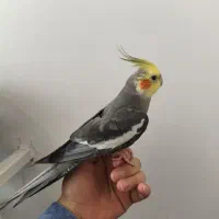 عروس هلندی نر اهلی
