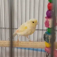 قناری جفت نر و ماده|پرنده|میناب, |دیوار