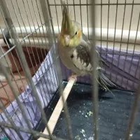 جوجه عروس هلندی